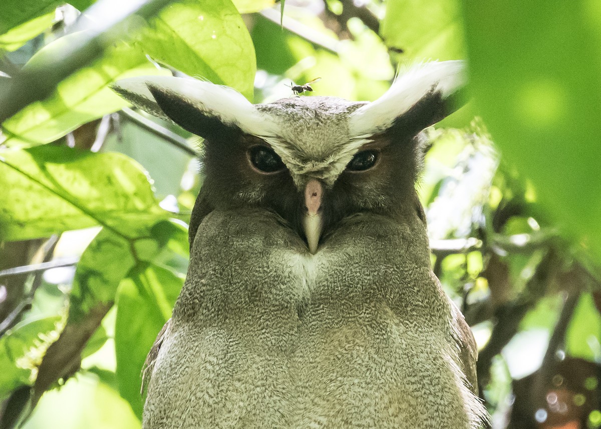 Crested Owl - Ian Burgess