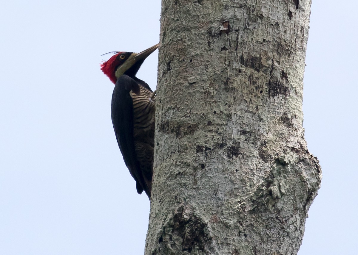 Lineated Woodpecker - Ian Burgess