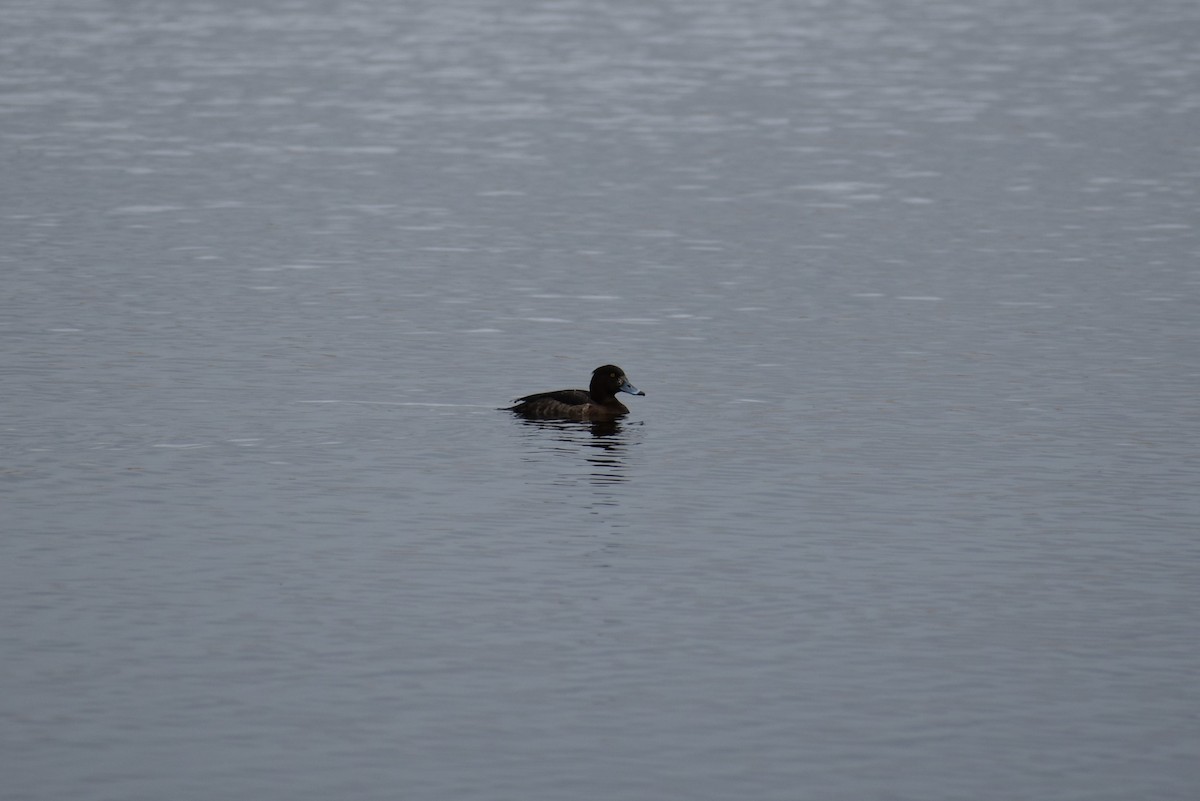Tufted Duck - ML215658161