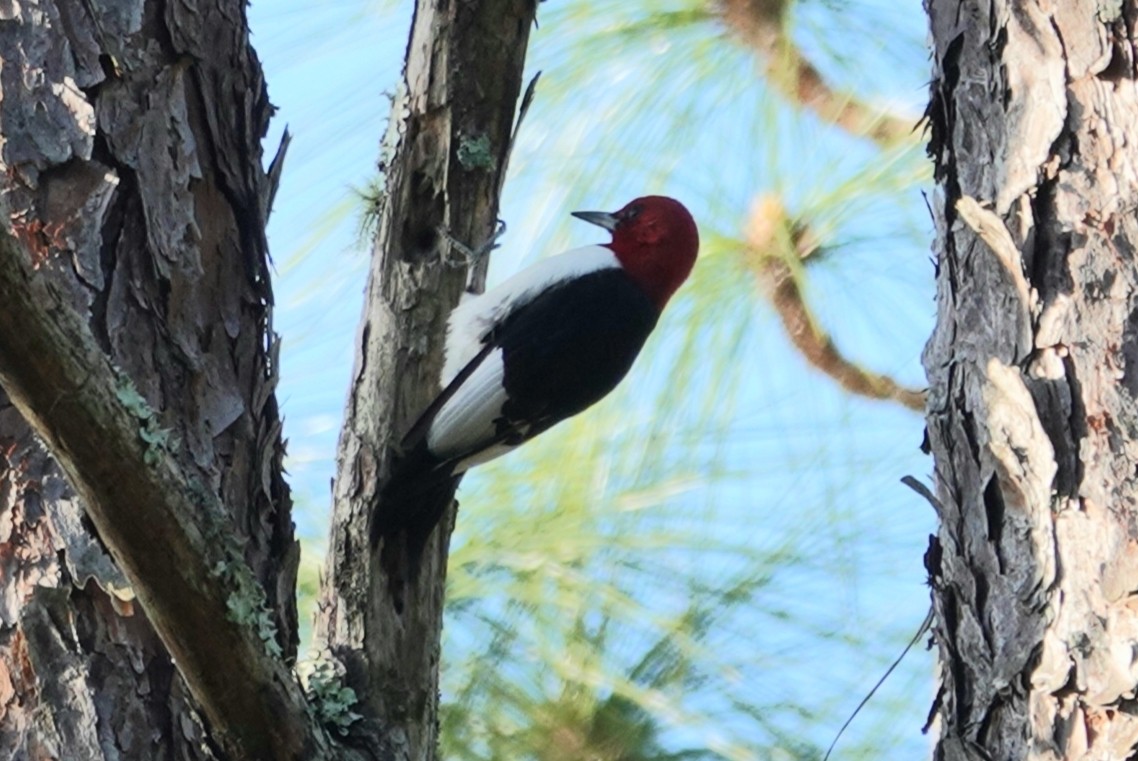 Red-headed Woodpecker - ML215662941