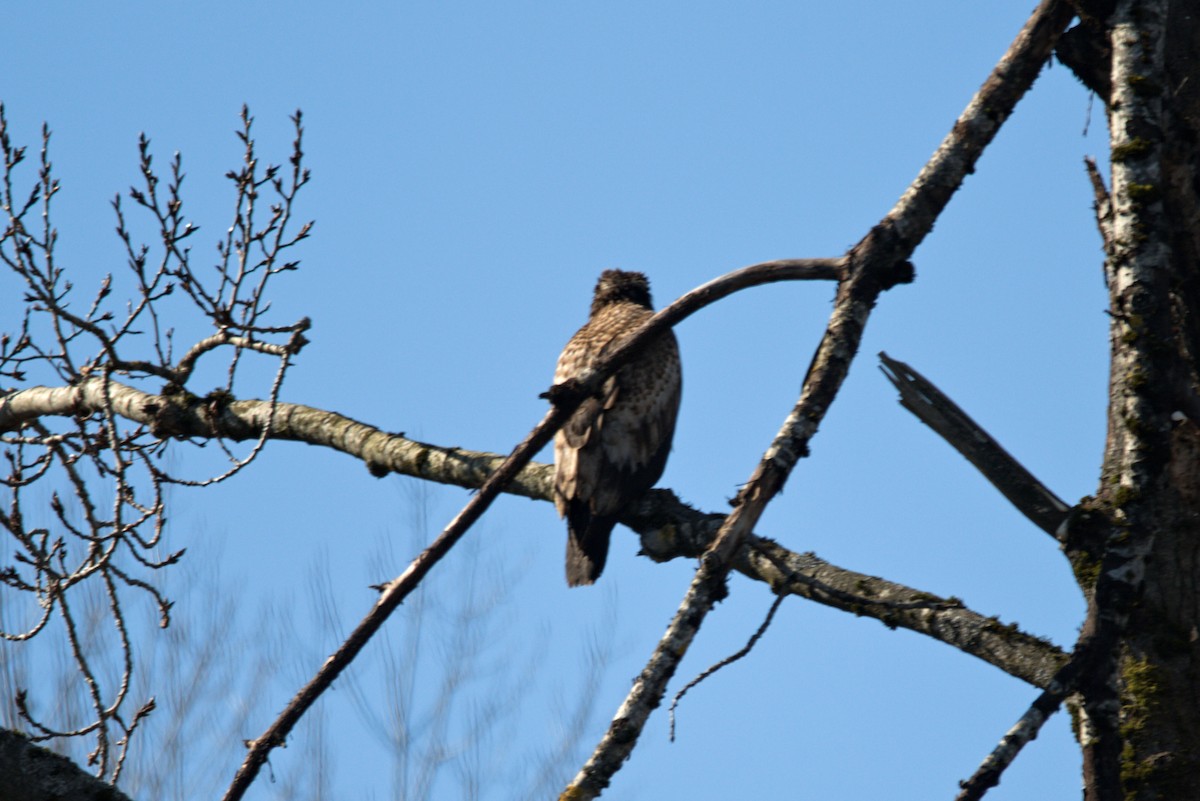 Red-tailed Hawk - ML215665051