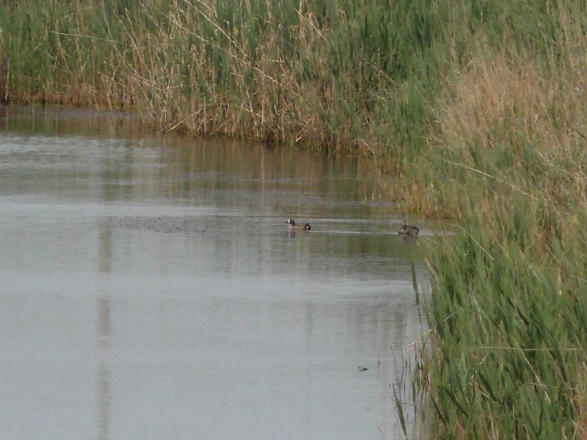 Blue-winged Teal - ML21566661