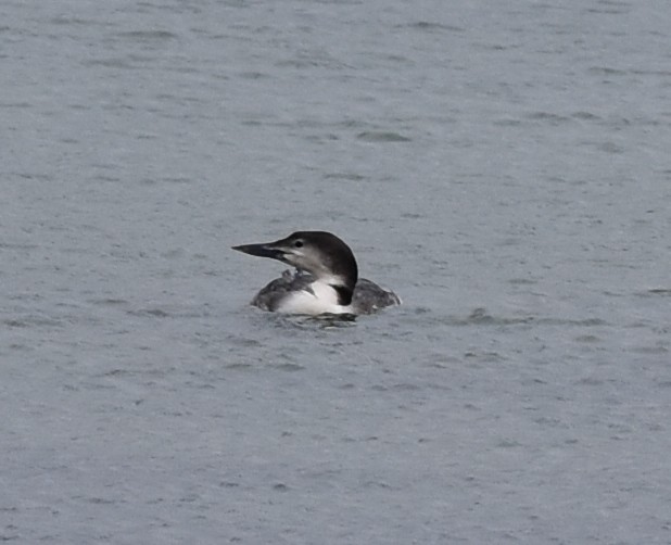 Common Loon - Blair Whyte