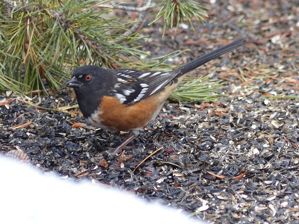 Spotted Towhee - ML215669491