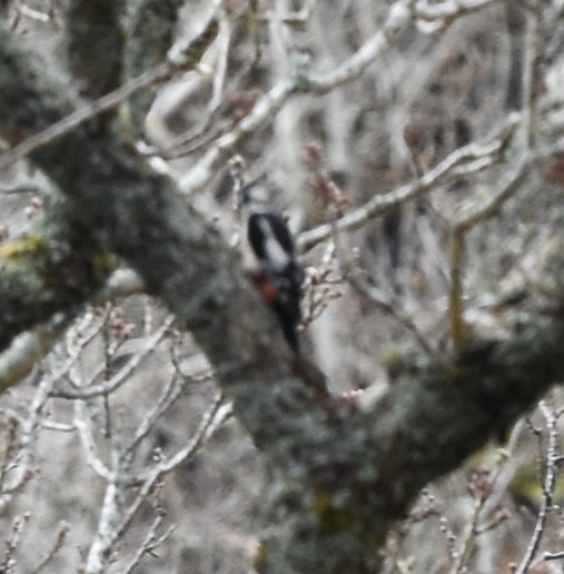 Great Spotted Woodpecker - Blair Whyte