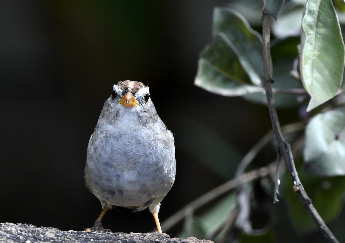White-crowned Sparrow - ML215671111