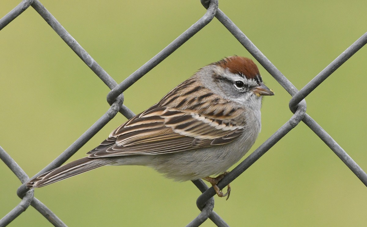Chipping Sparrow - ML215671261
