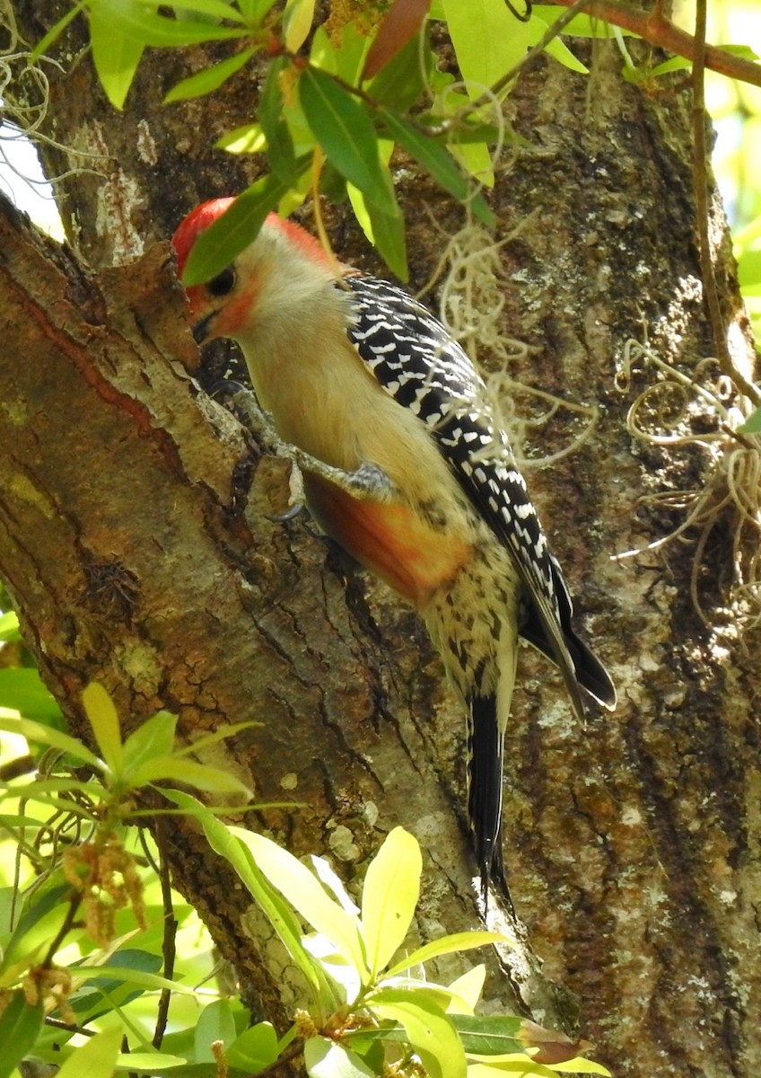 Red-bellied Woodpecker - ML215672251