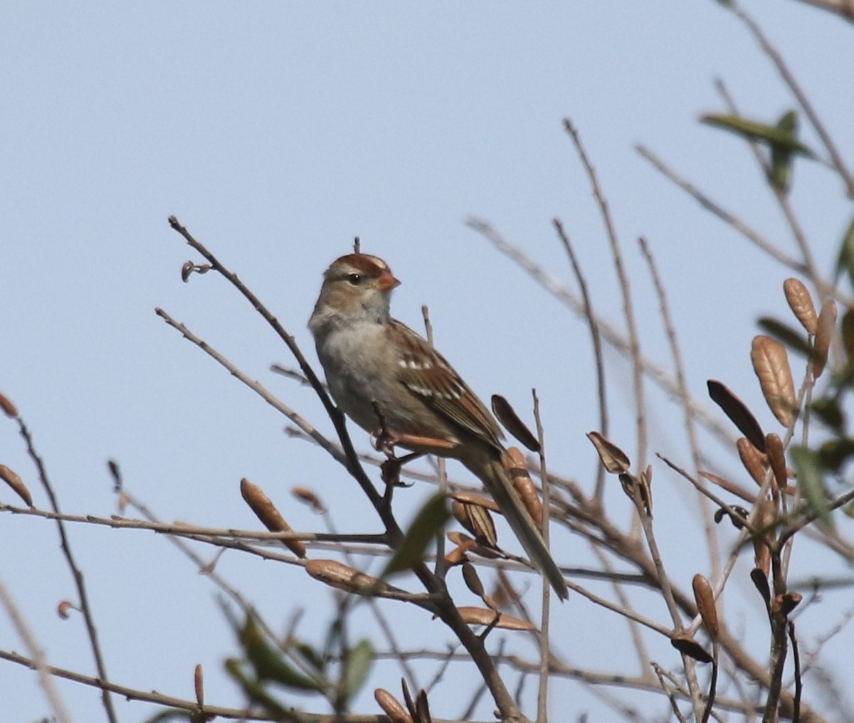 White-crowned Sparrow - ML215676001