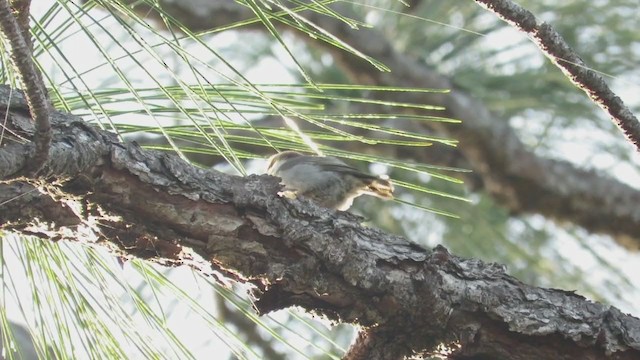 Brown-headed Nuthatch - ML215681341