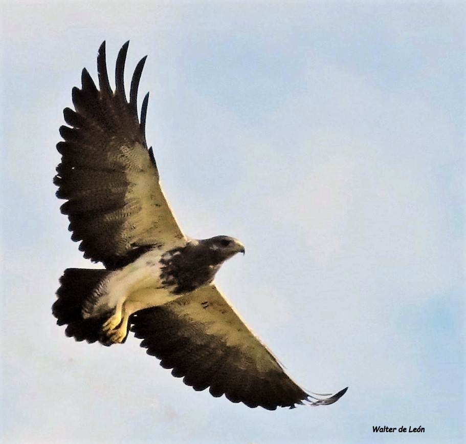 Black-chested Buzzard-Eagle - Walter de León