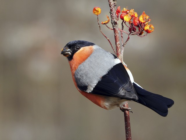 Photos - Eurasian Bullfinch - Pyrrhula pyrrhula - Birds of the World