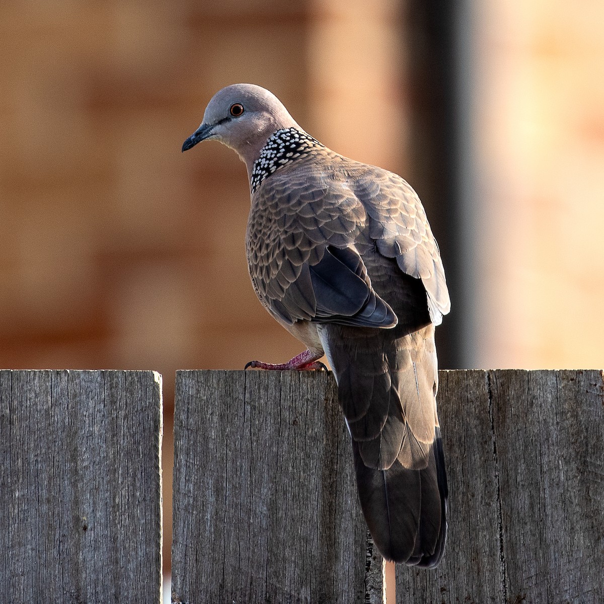 Spotted Dove - ML215694151