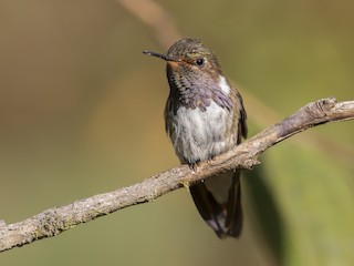  - Volcano Hummingbird