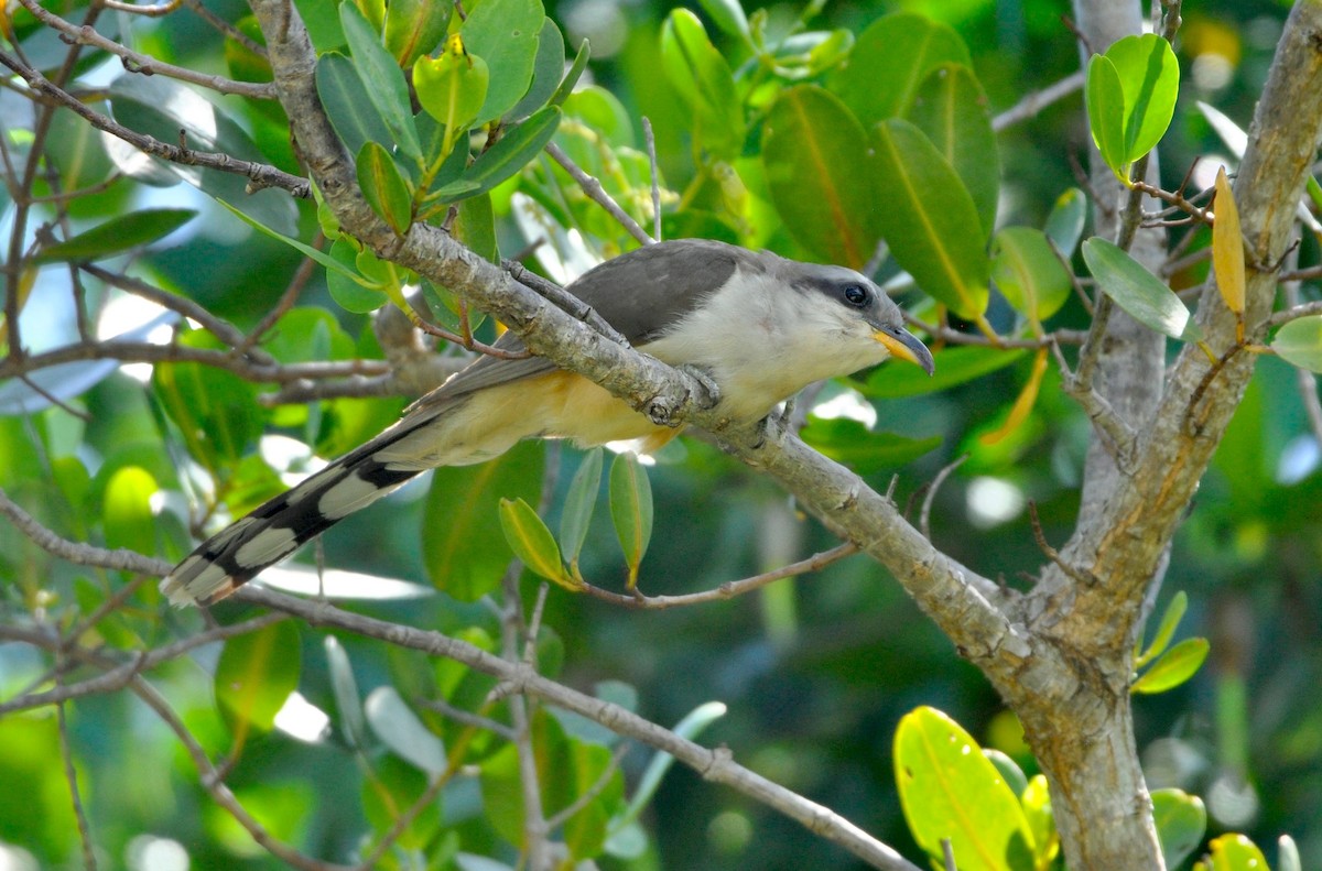 Mangrove Cuckoo - Anonymous
