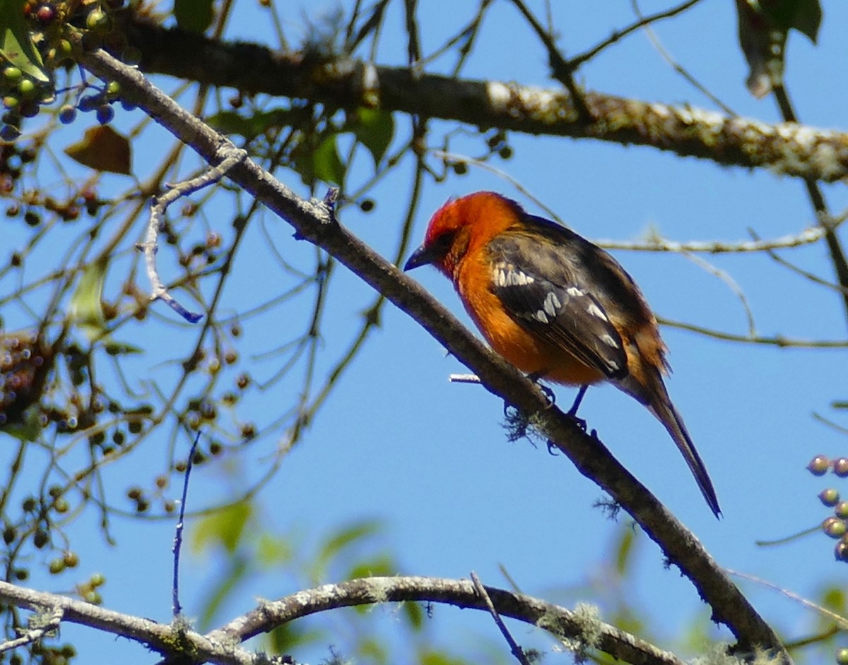 Flame-colored Tanager - Wendy Harte