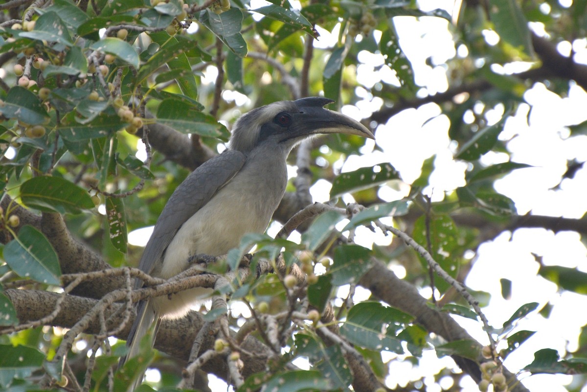 Indian Gray Hornbill - ML21569611