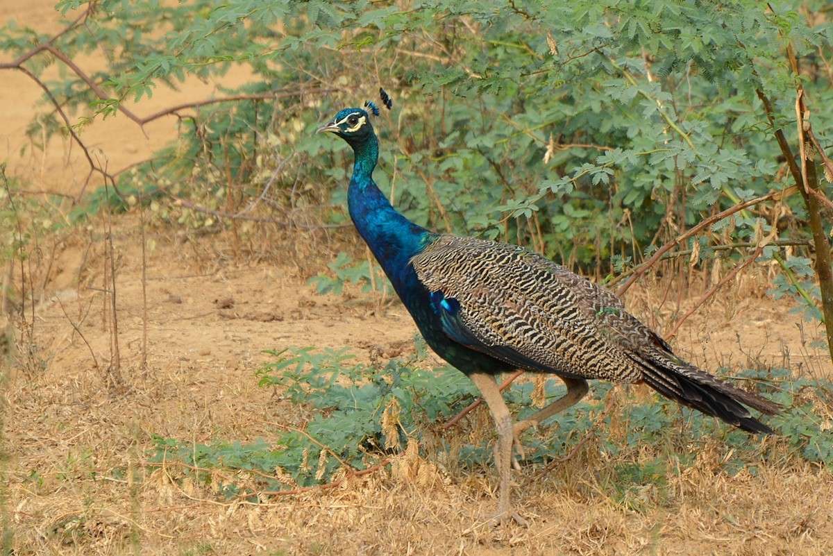 Indian Peafowl - ML21569851