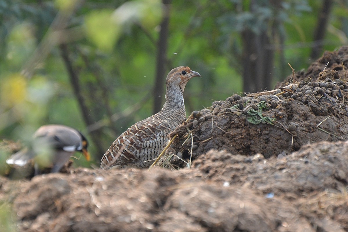Gray Francolin - Henry Cook