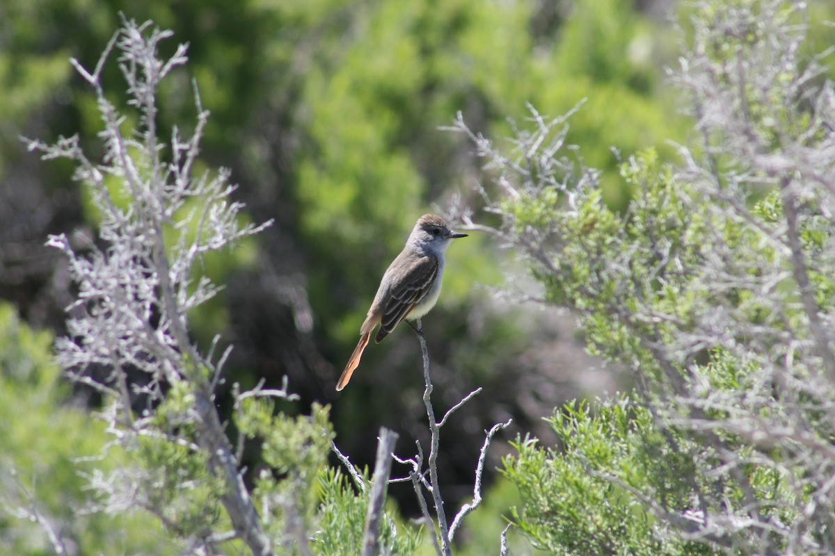 Ash-throated Flycatcher - Tory Mathis