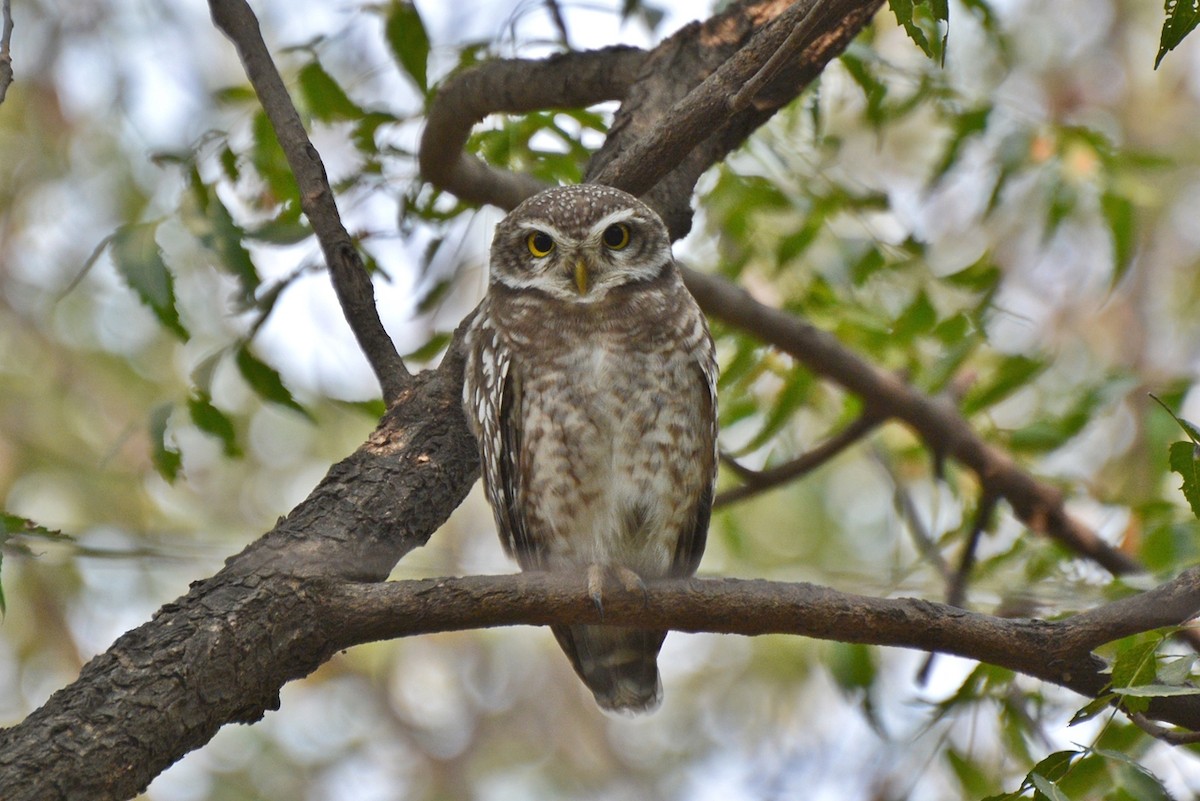Spotted Owlet - ML21569971