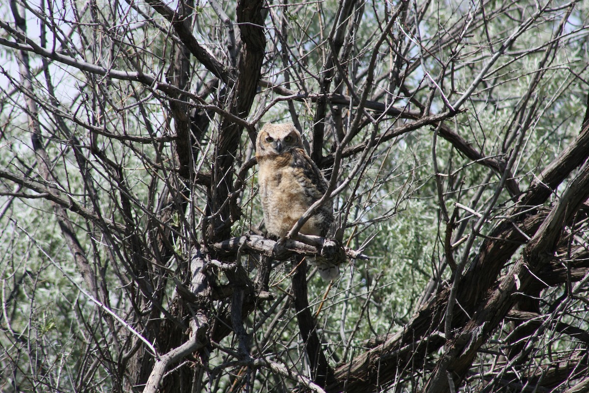 Great Horned Owl - ML21570191
