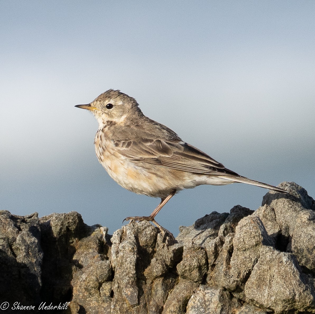 American Pipit (rubescens Group) - ML215702181