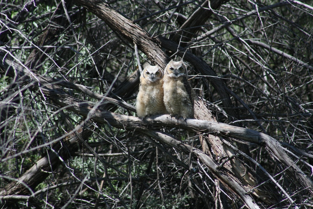 Great Horned Owl - ML21570231