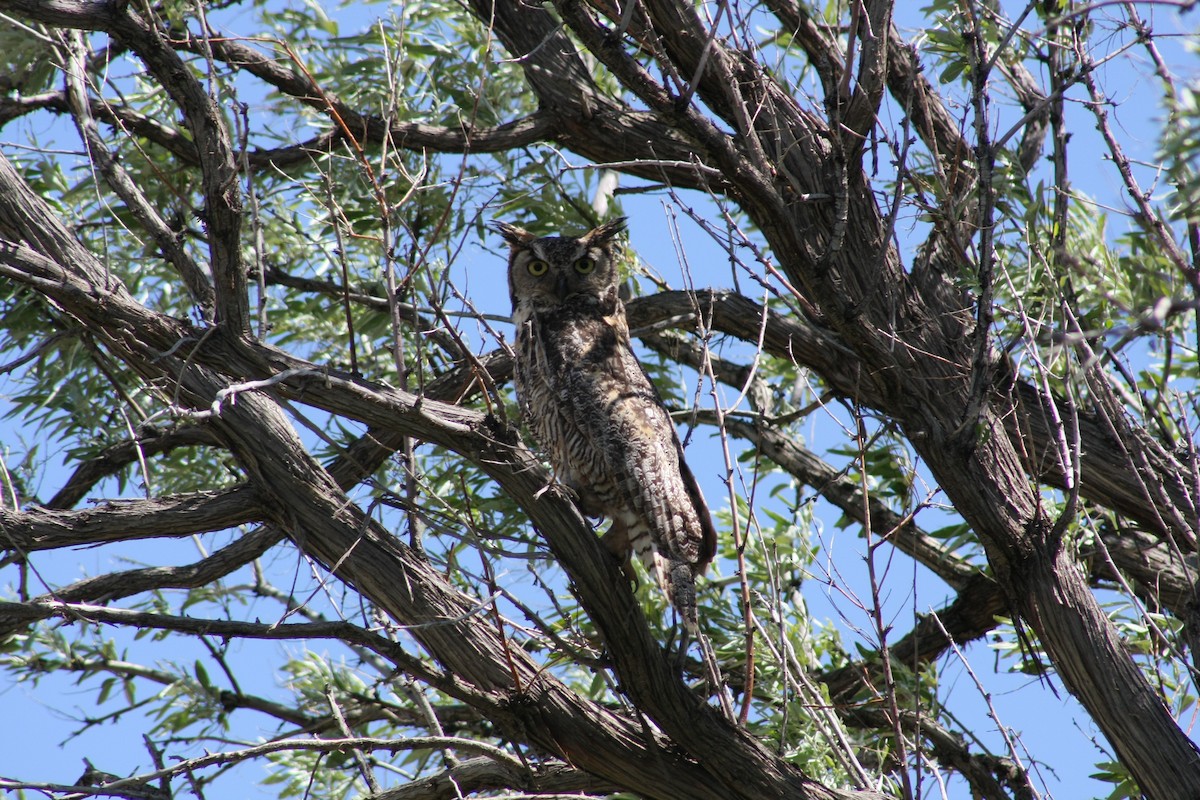 Great Horned Owl - Tory Mathis