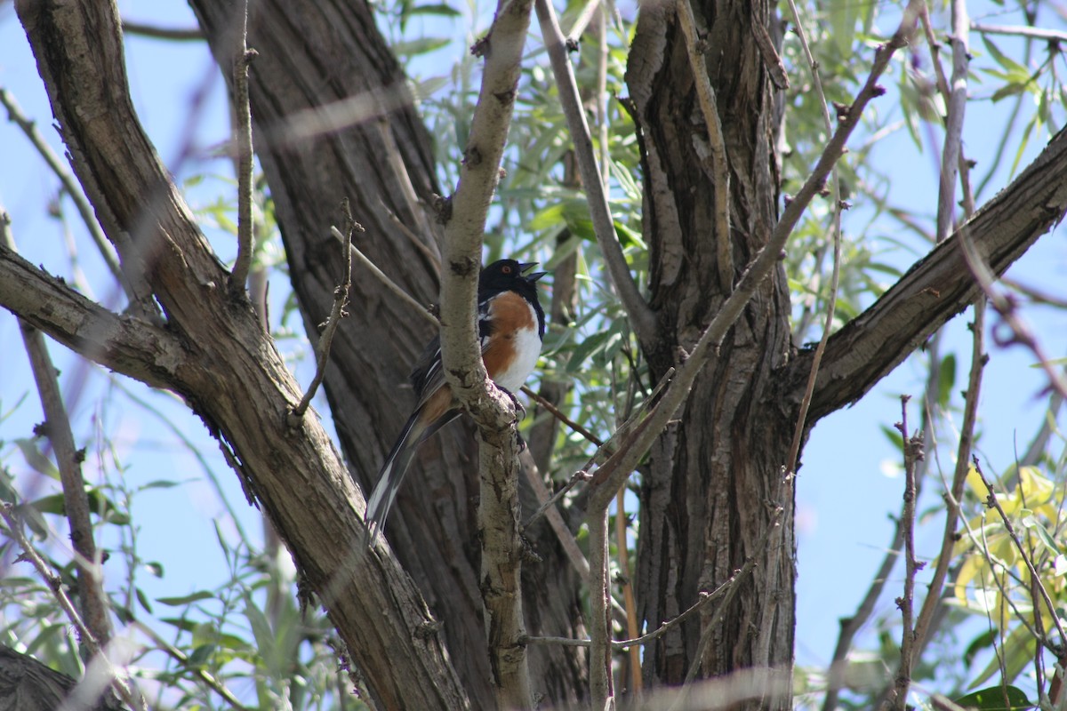 Spotted Towhee - ML21570311