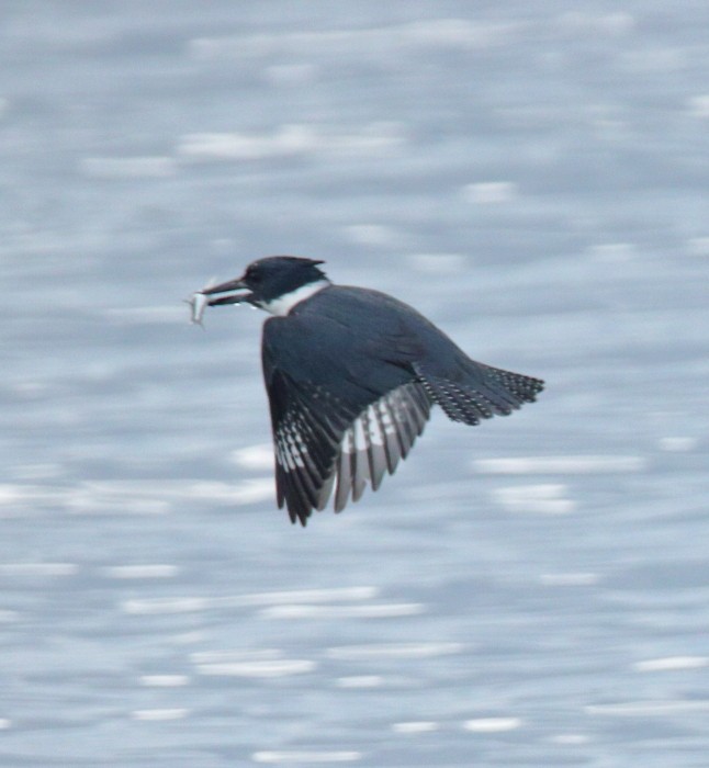Belted Kingfisher - ML215703851