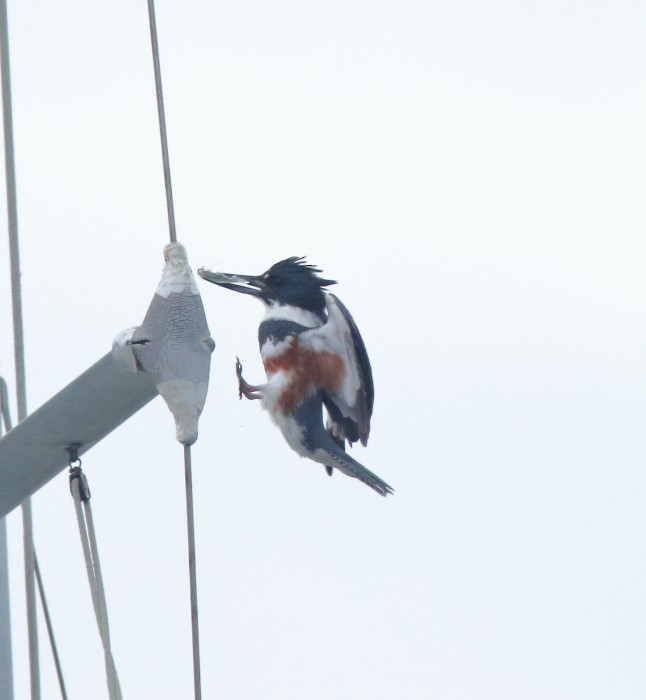 Belted Kingfisher - ML215703861