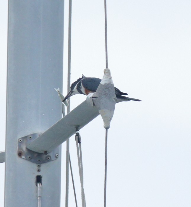 Belted Kingfisher - ML215703891