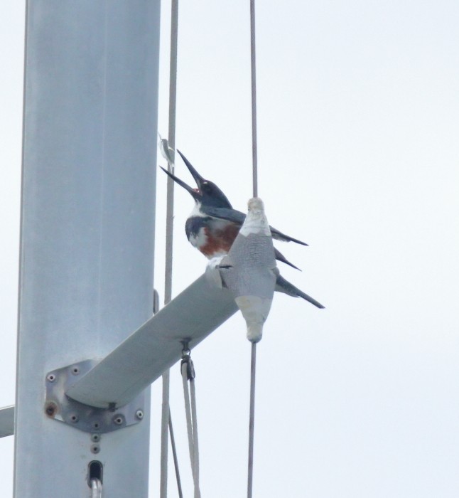 Belted Kingfisher - ML215703921