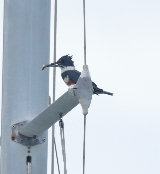 Belted Kingfisher - ML215703931