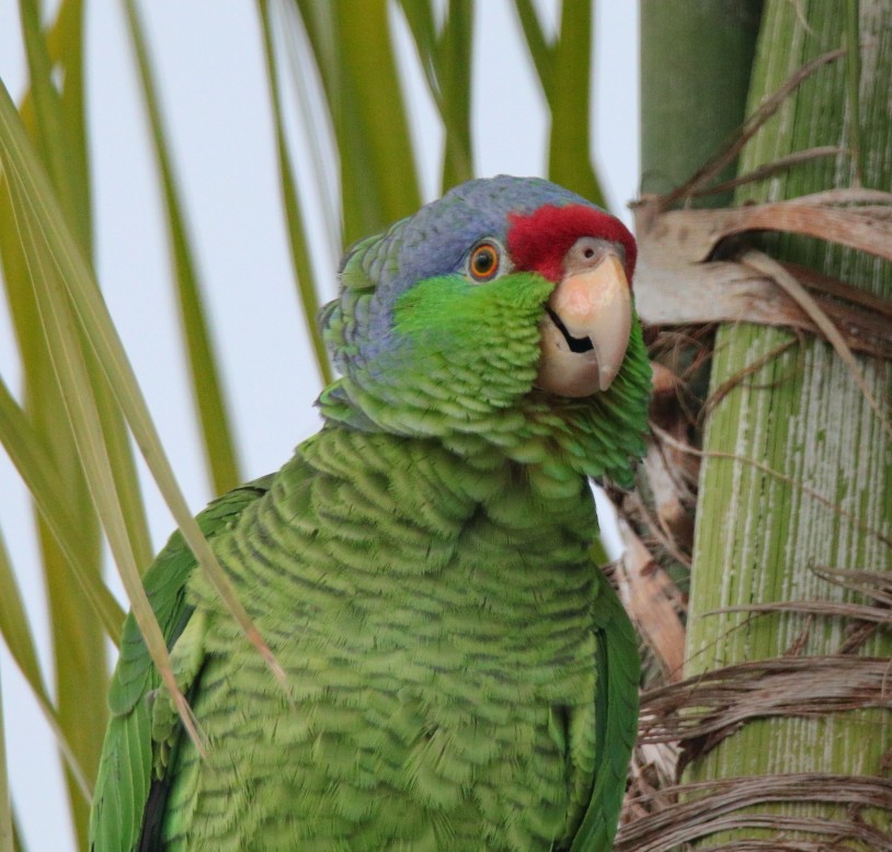 Lilac-crowned Parrot - ML215703981