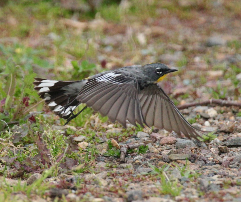 Yellow-rumped Warbler - Larry Edwards