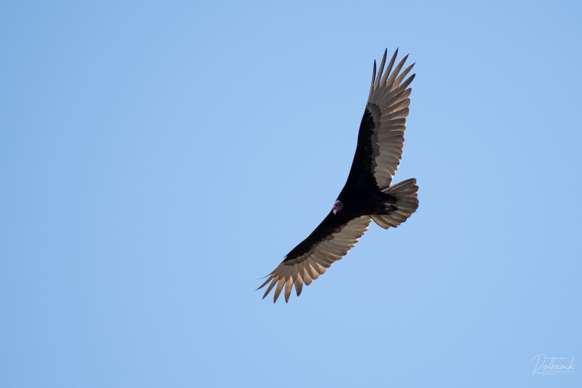 Turkey Vulture - Neil Rucker
