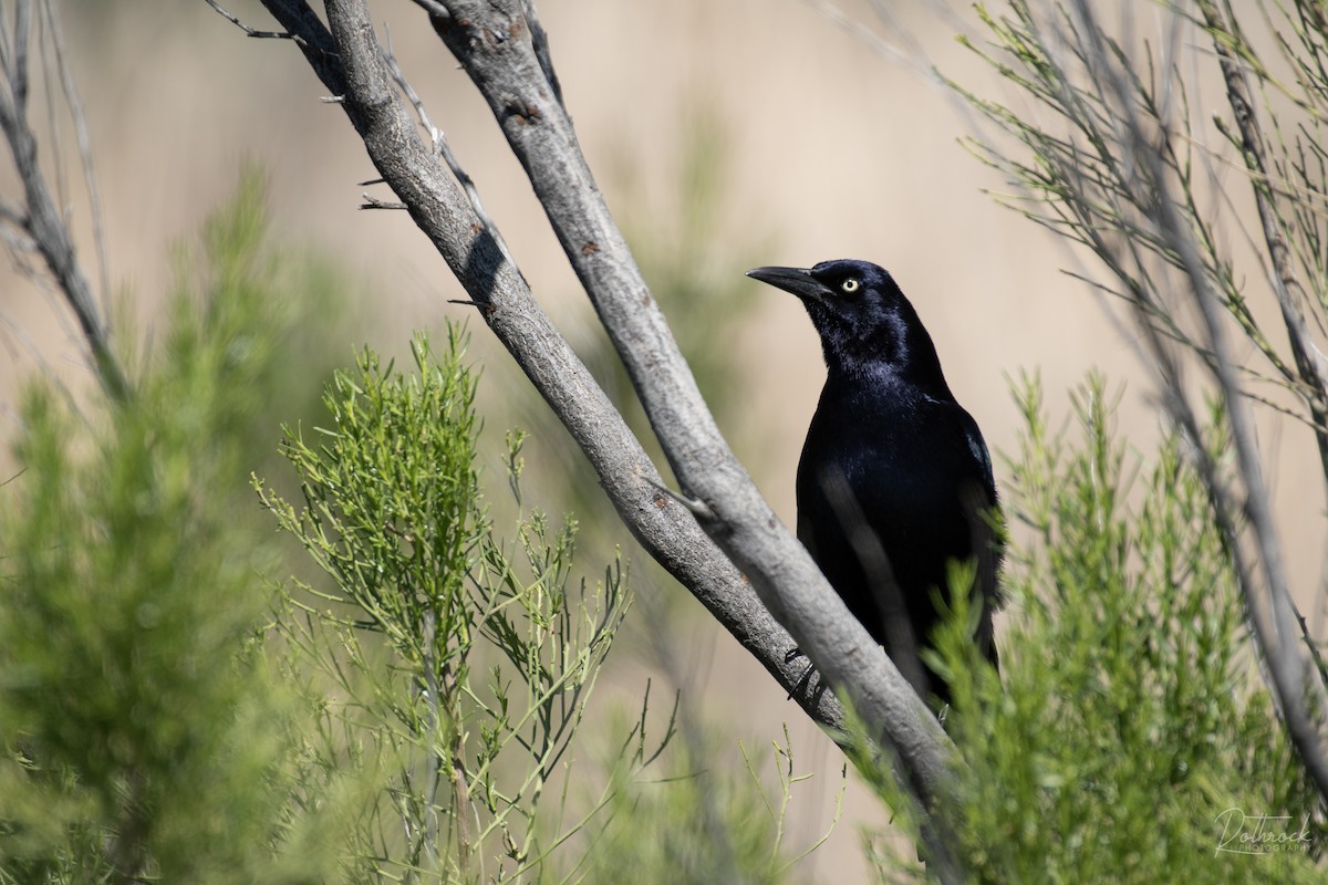 Great-tailed Grackle - ML215705511
