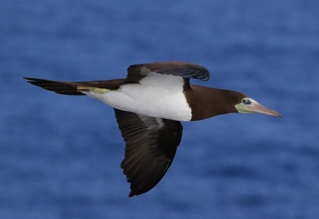 Brown Booby - ML21571061