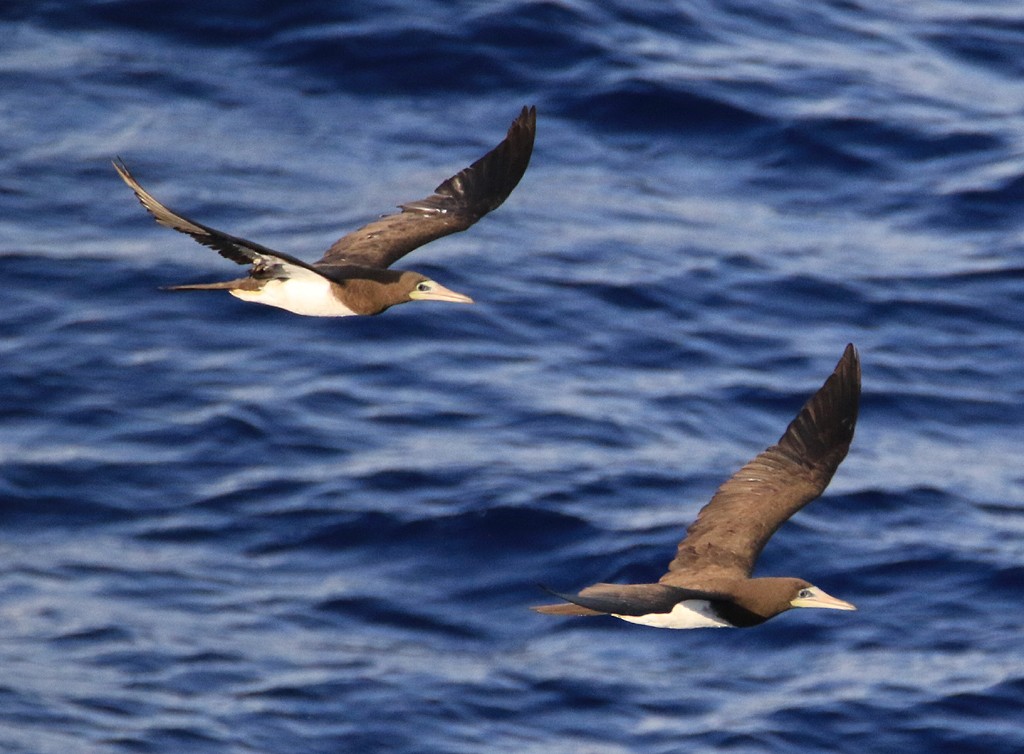 Brown Booby - ML21571071