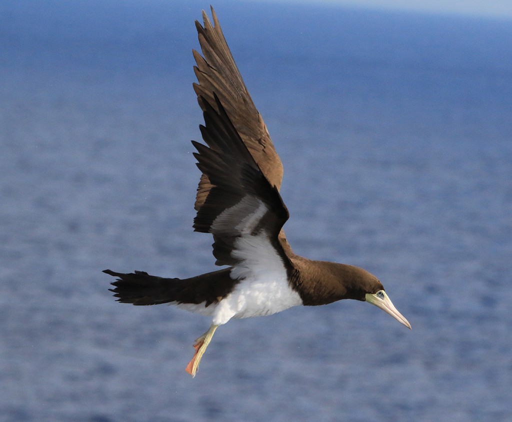Brown Booby - ML21571081