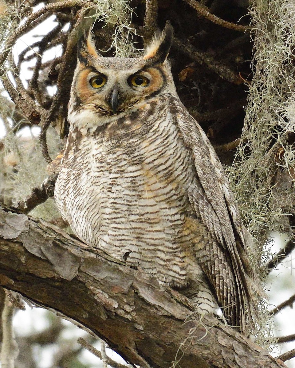 Great Horned Owl - Rich Shevalier