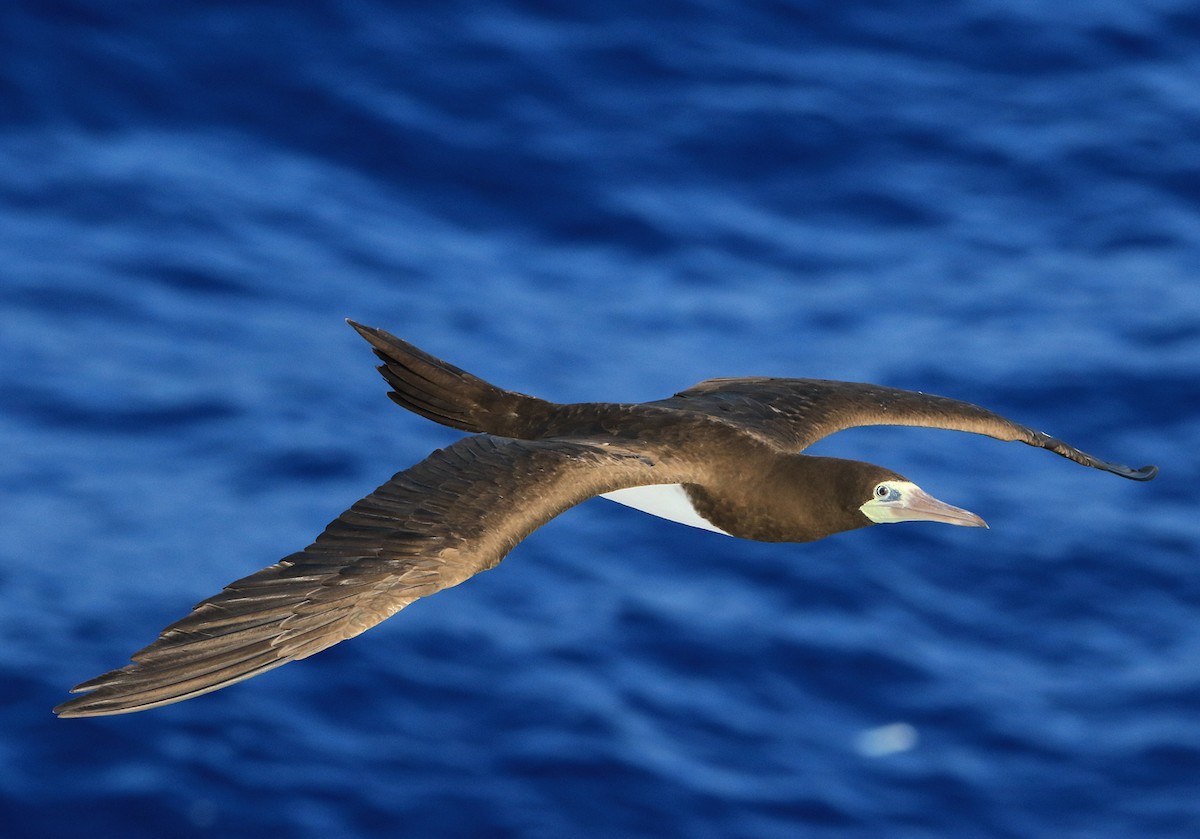 Brown Booby - ML21571261
