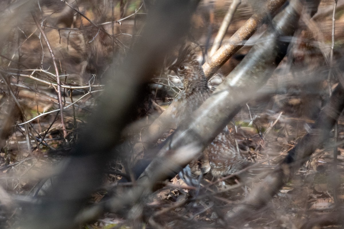 Ruffed Grouse - Kyle Tansley