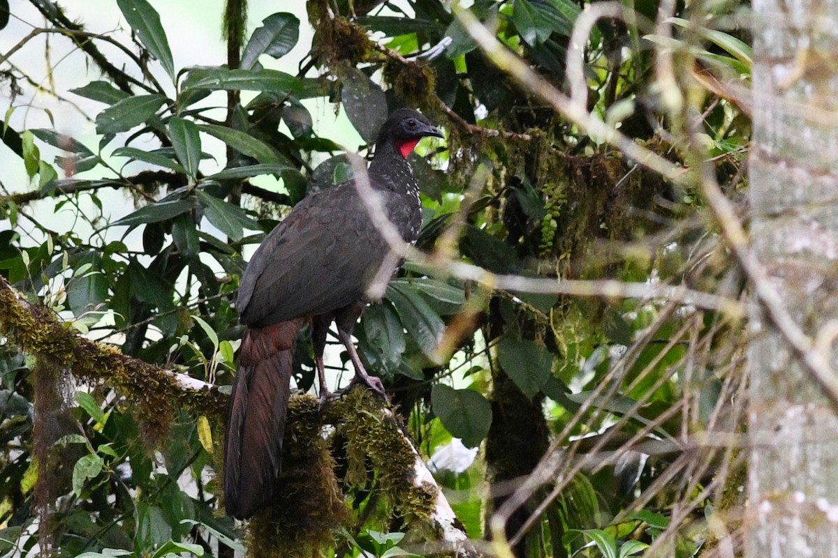 Crested Guan - ML215727281