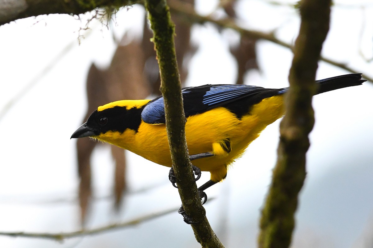 Blue-winged Mountain Tanager - ML215727411