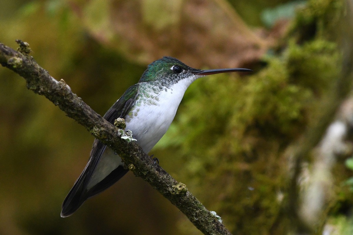 Andean Emerald - ML215727431