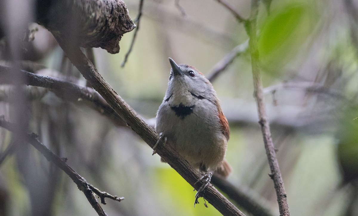 Crescent-chested Babbler - ML215727911