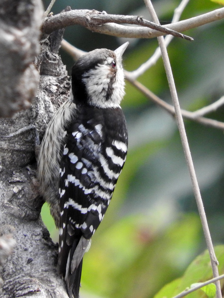 Gray-capped Pygmy Woodpecker - Diane Thomas